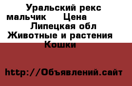 Уральский рекс мальчик.  › Цена ­ 20 000 - Липецкая обл. Животные и растения » Кошки   